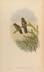 Rhamphomicron olivaceum = Chalcostigma olivaceum